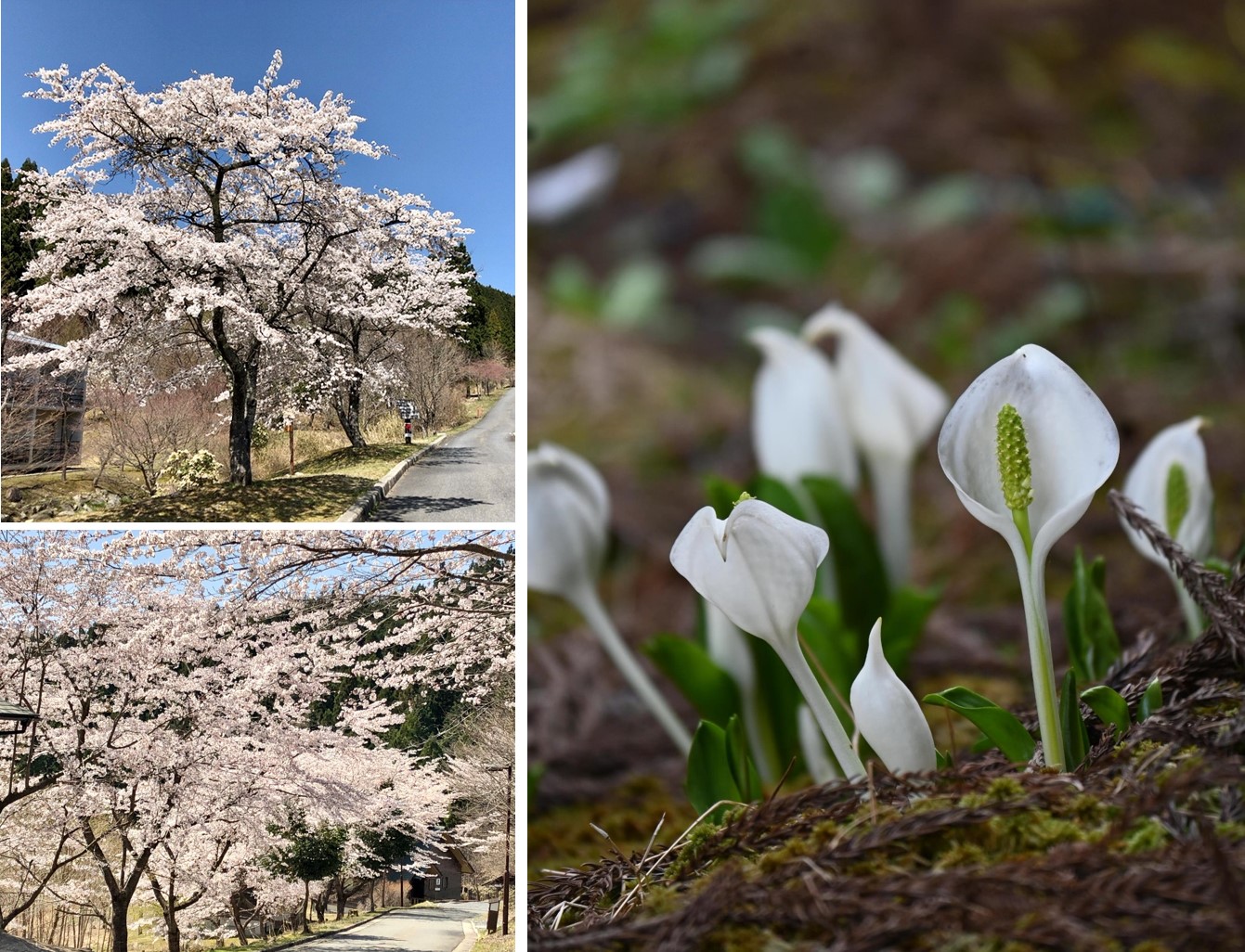 左:水芭蕉、右上:クリンソウ、右下:桜つぼみ