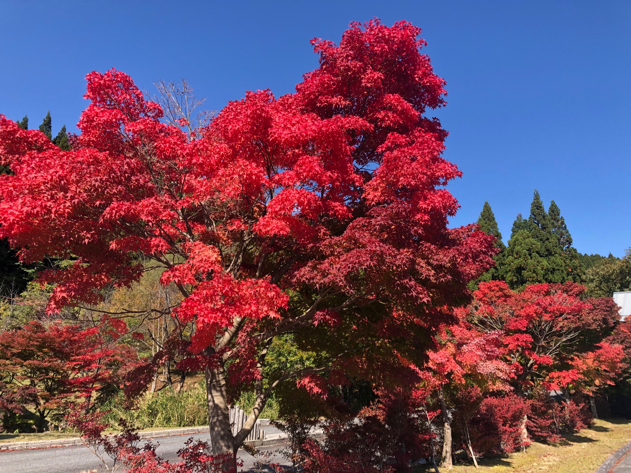 紅葉が始まりました。今から見ごろを迎えます。