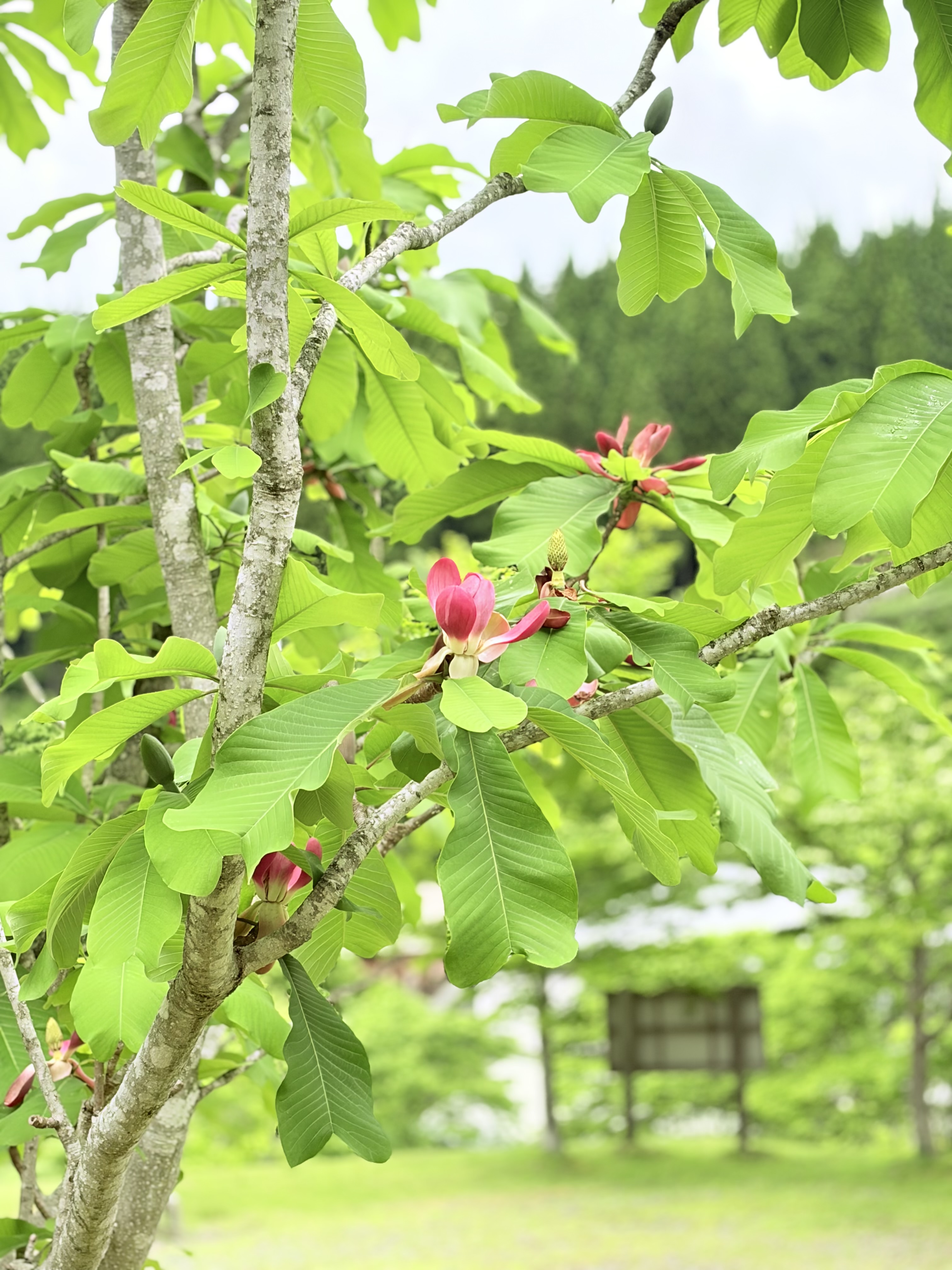 「矢筈朴の木」開花しました