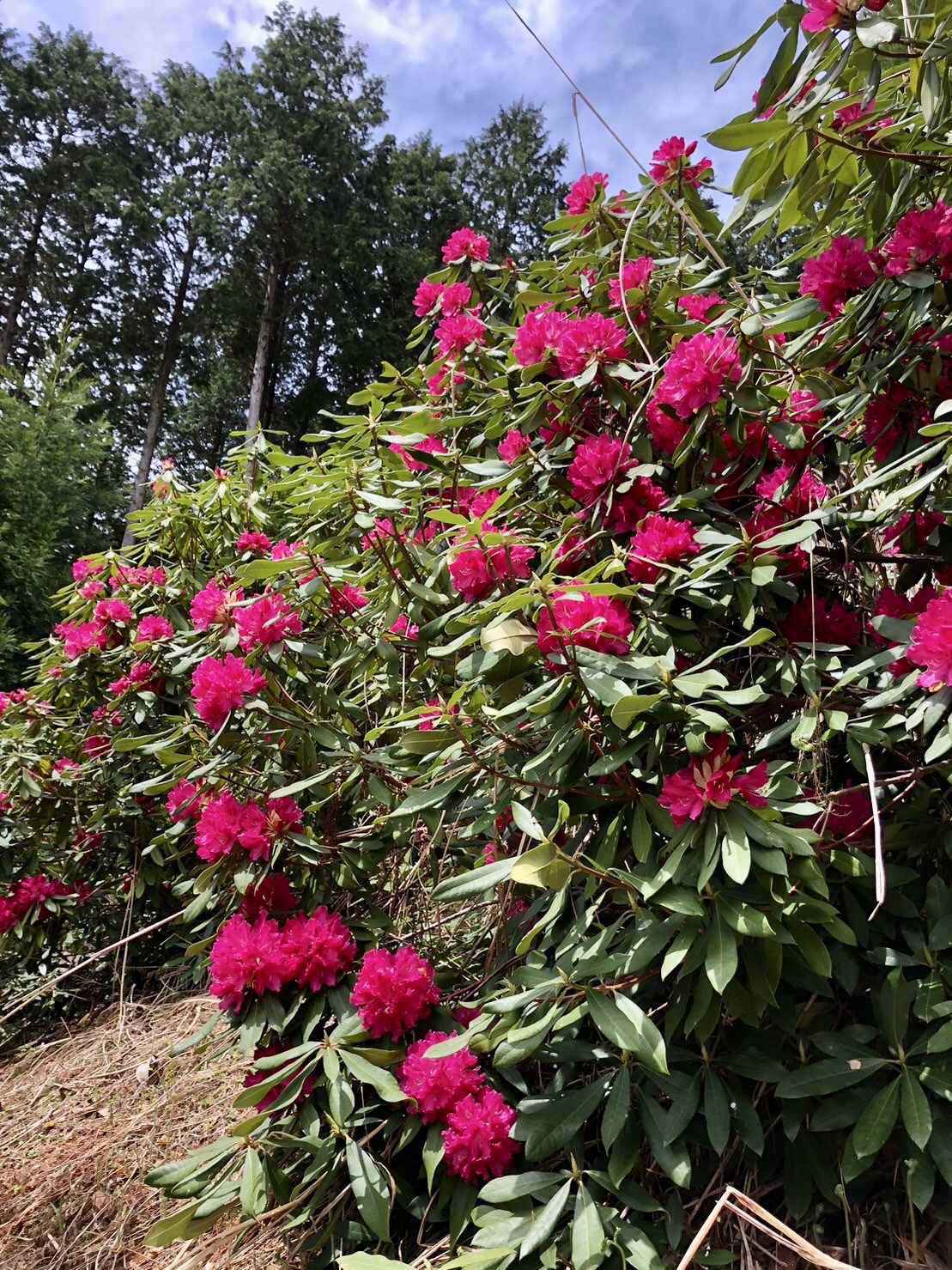 東山シャクナゲ園、開花情報