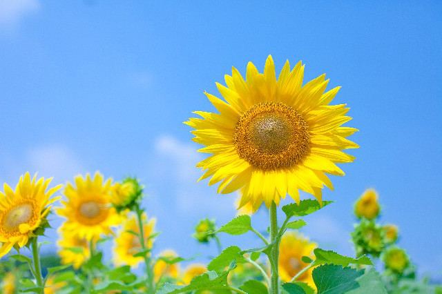 夏になる・・・
