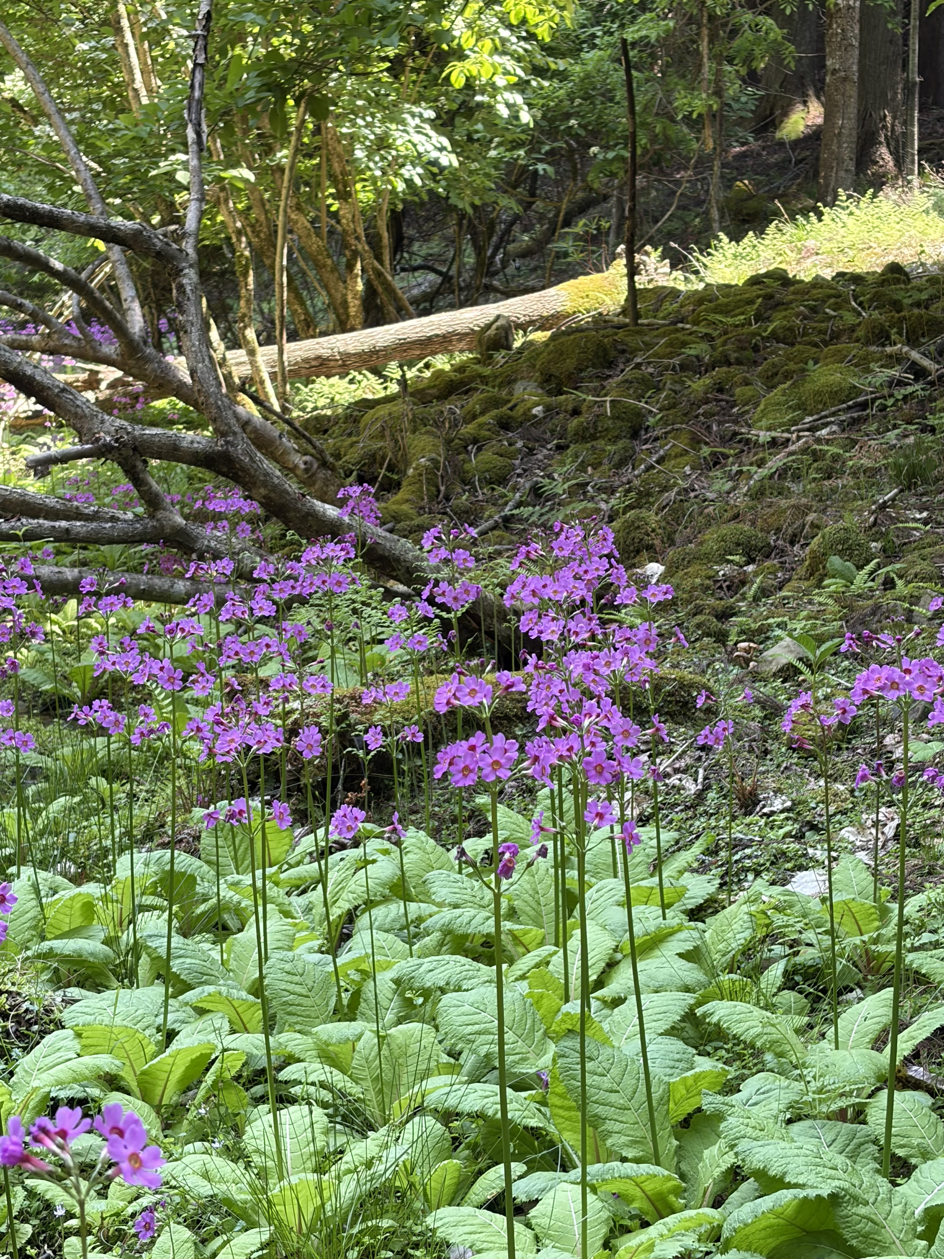 東山自生「クリンソウ」開花
