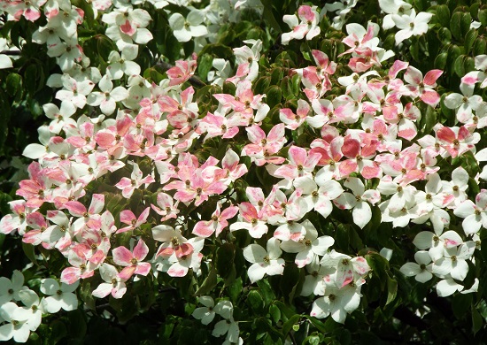 白から桃へと変わる花 フォレストステーション波賀ブログ